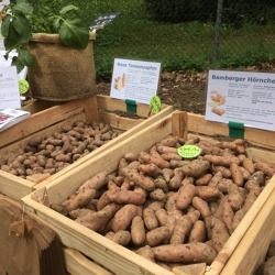 Kartoffeln -so gelingt der Anbau im Garten