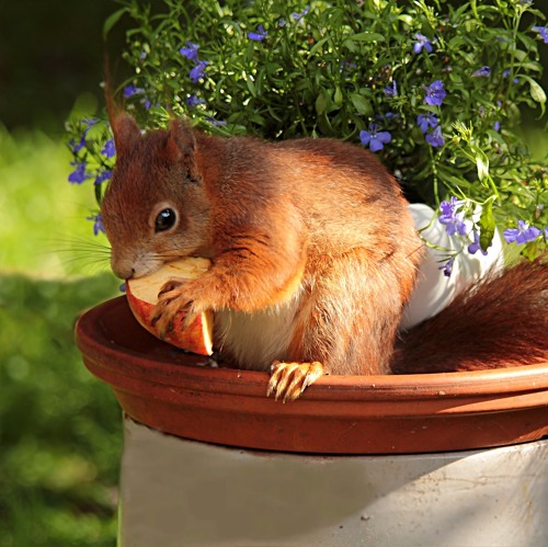 Die Bewerberliste für Gärten ist ab morgen geöffnet